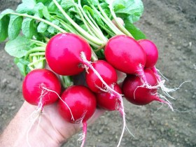 Cseresznyepiros retek - Különleges zöldségek az Egzotikus Növények Stúdiója kínálatából